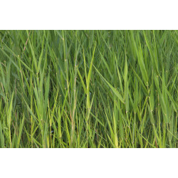 Phragmite Australis maxi motte