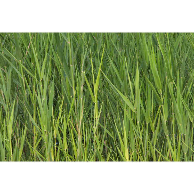 Phragmite Australis maxi motte
