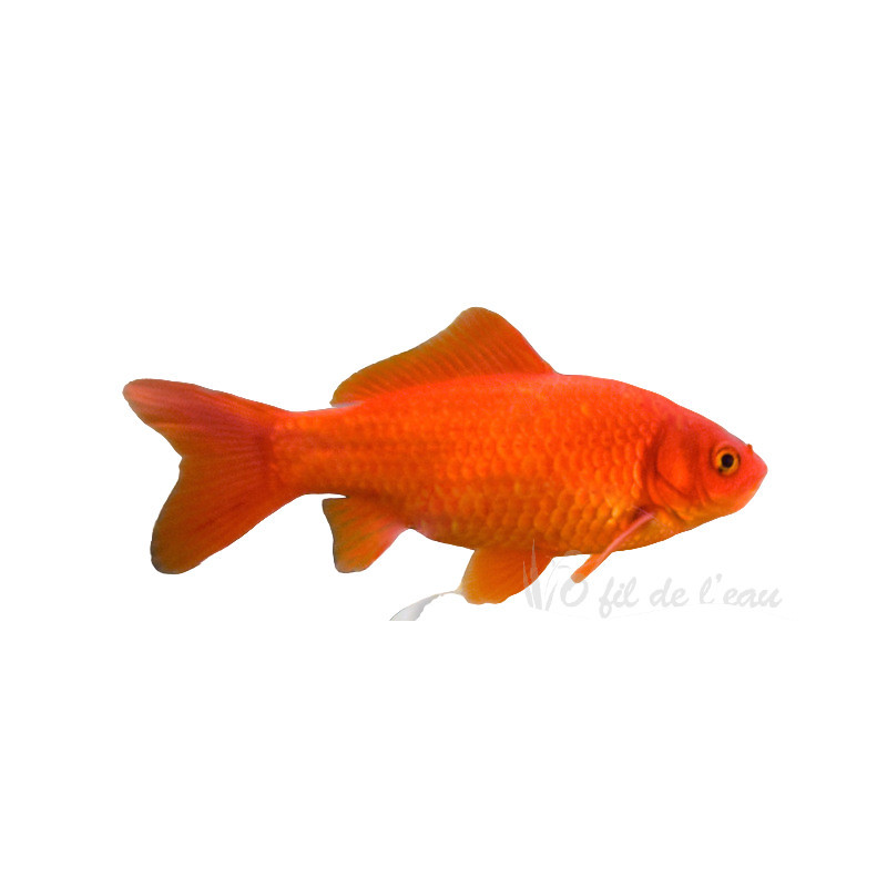 Poisson rouge 15/18 cm