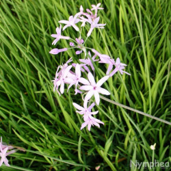 Tulbaghia violacea