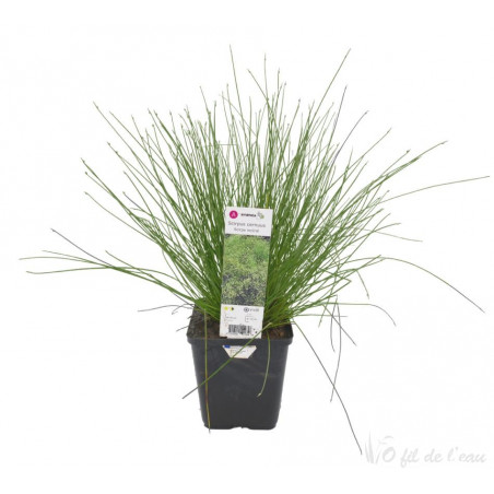 Plantes De Berges 1796 Scirpus Cernuus 3602500111858 O Fil de l'eau