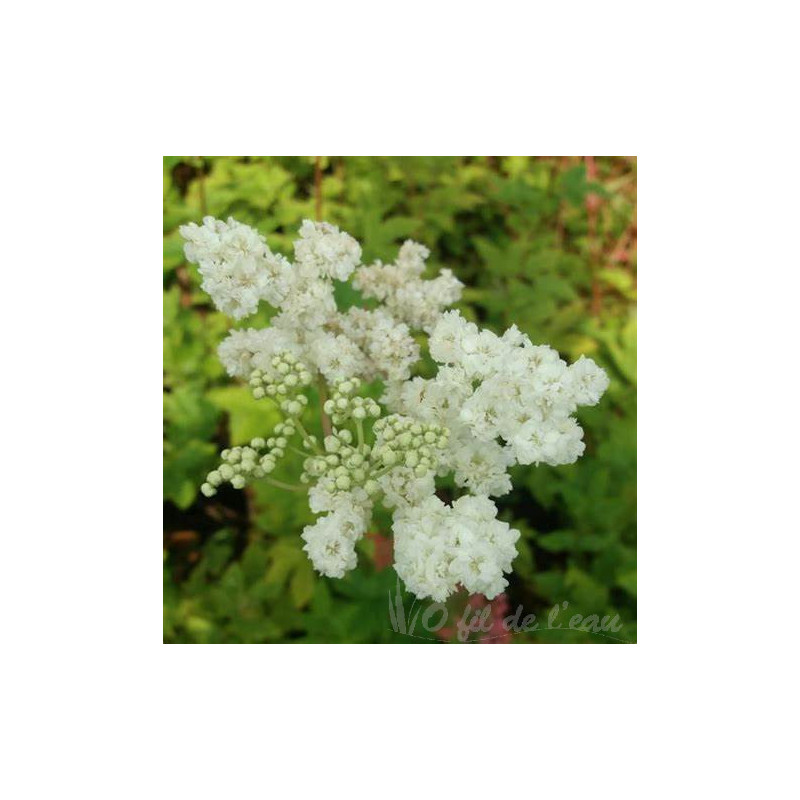 Filipendula Ulmaria