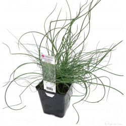 Juncus Effusus Spiralis