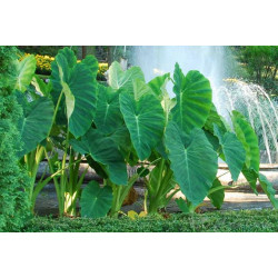 Colocasia Esculenta 3 L