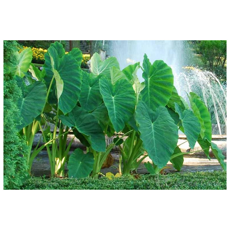 Colocasia Esculenta 3 L