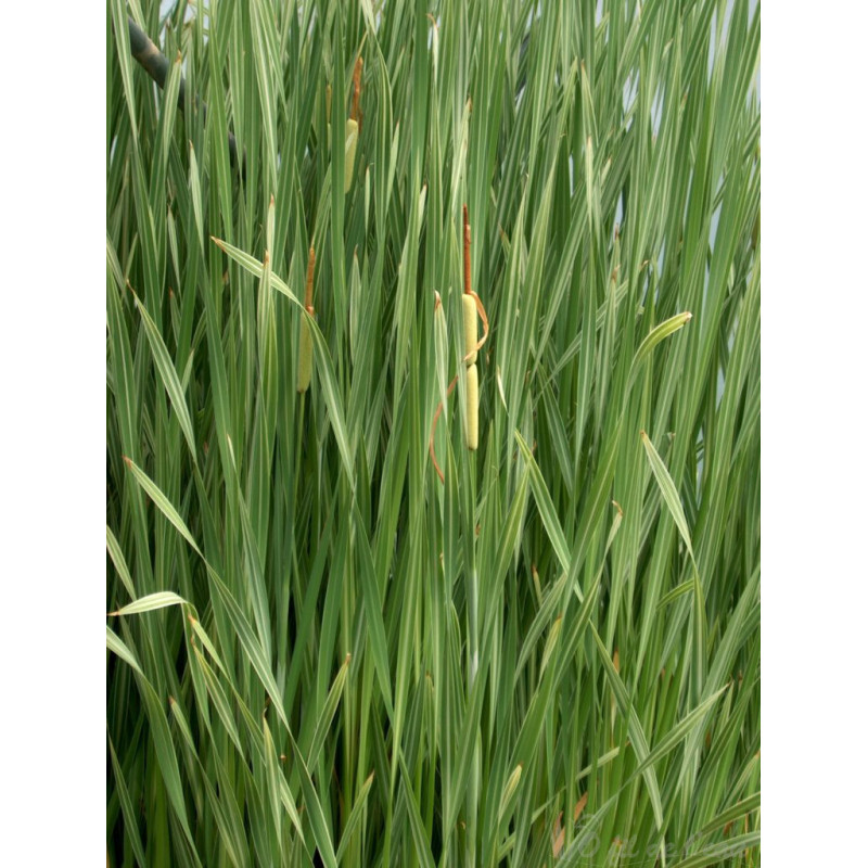 Typha Latifolia Variegata 3 L