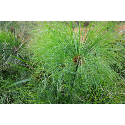 Cyperus Papyrus 3 L