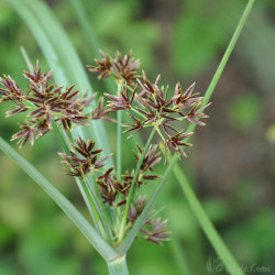 Cyperus Longus 3 L