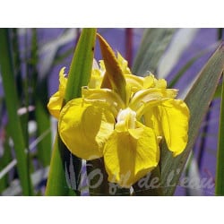 Iris Pseudocorus