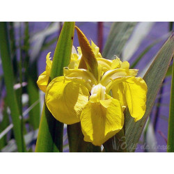 Iris Pseudocorus