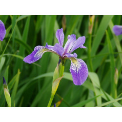 Iris Versicolor