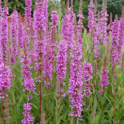 Lythrum salicaria