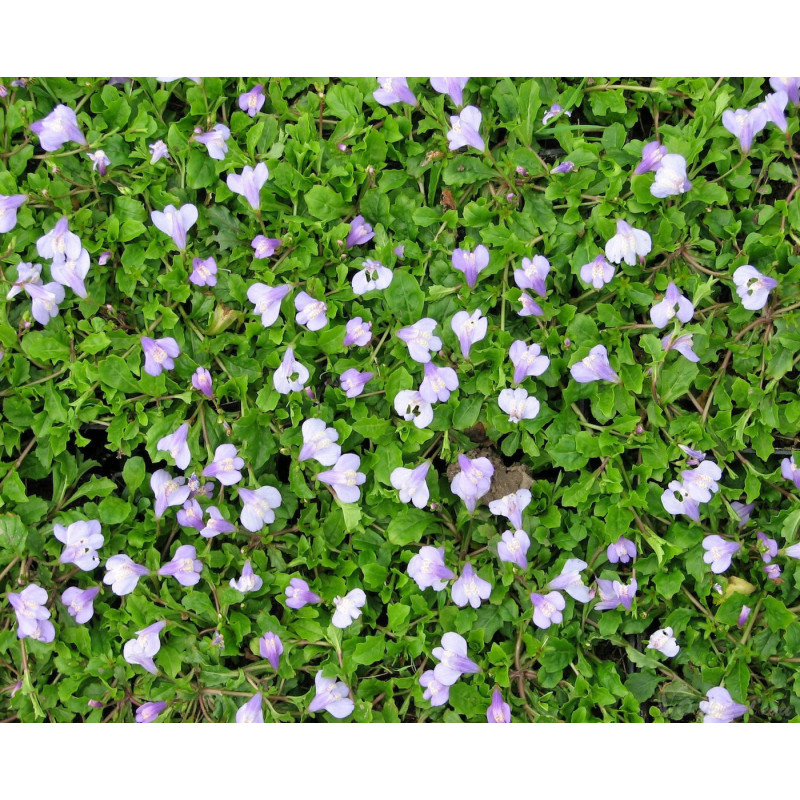 Mazus Reptans