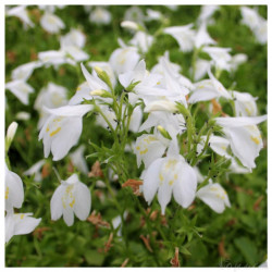 Mazus Reptans Alba