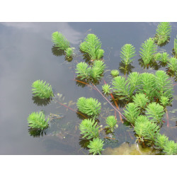 Myriophyllum Propium