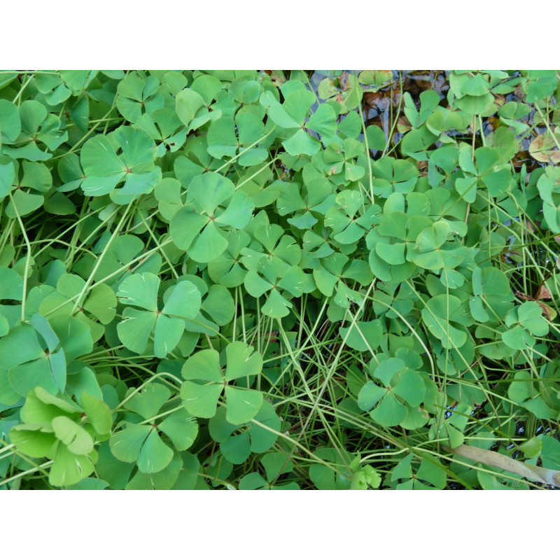 Marsilea Quadrifolia (Trèfle à quatre feuilles)