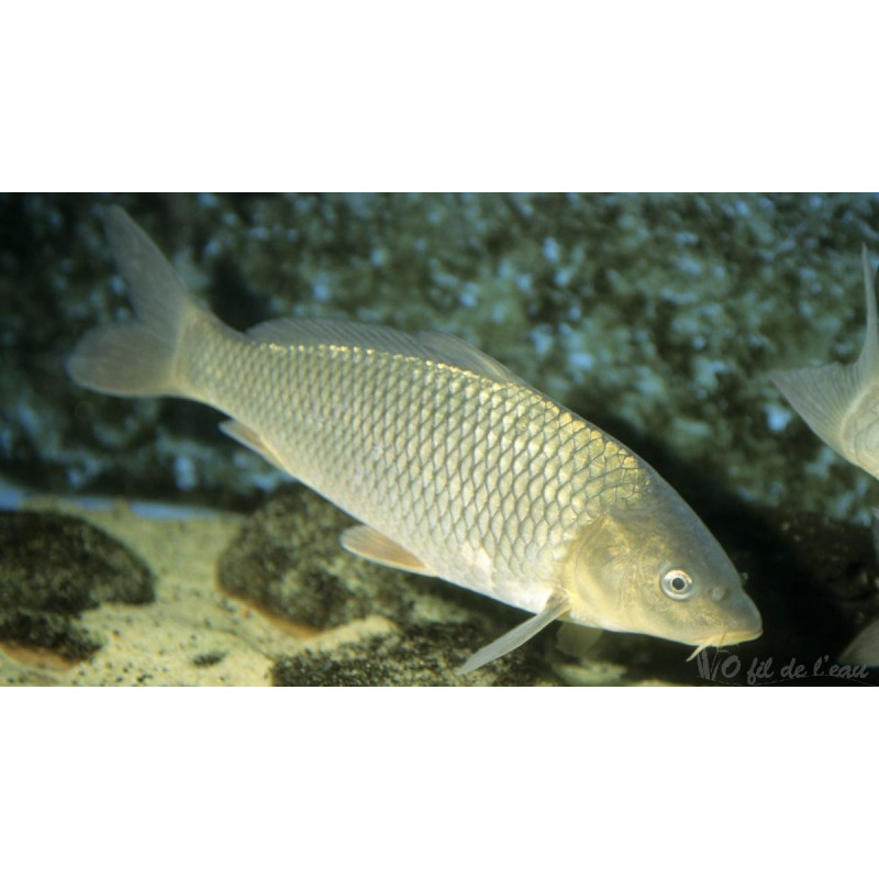 Carpe Amour 35/40 cm (lot...