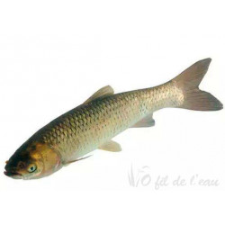 Carpe Amour 25/30 cm (lot de 10 carpes)