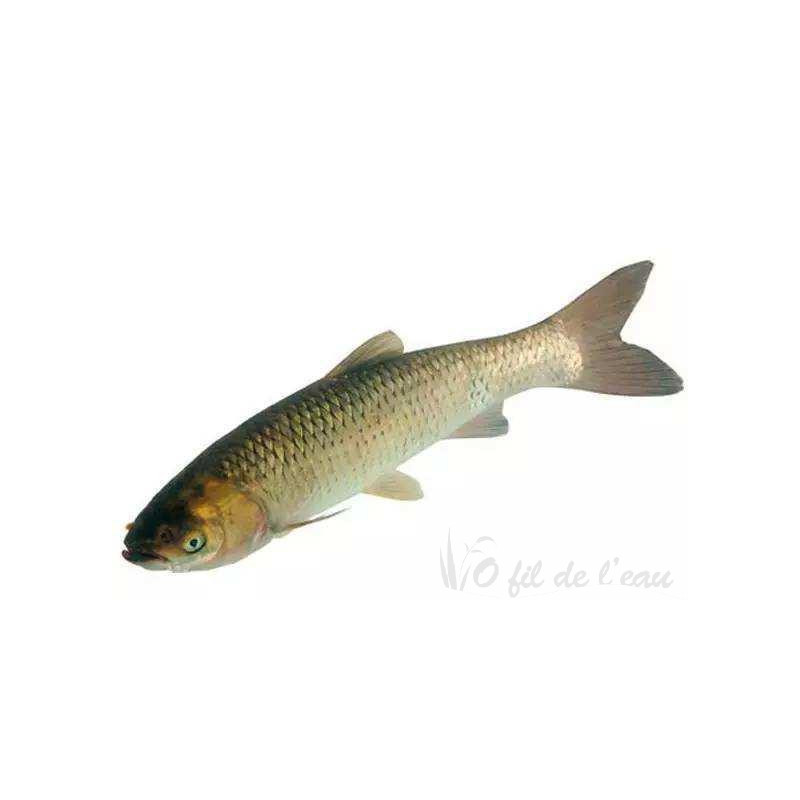 Carpe Amour 25/30 cm (lot de 10 carpes)