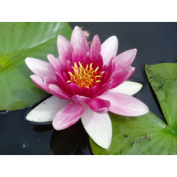 PROMO Nénuphar Nymphéa varié rose, jaune, blanc 1 litre (saison dernière)