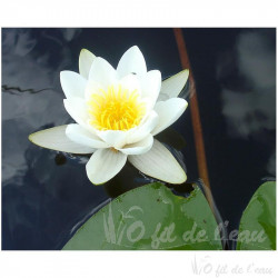 PROMO Nénuphar Nymphéa varié rose, jaune, blanc 1 litre (saison dernière)