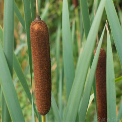 Typha Latifolia