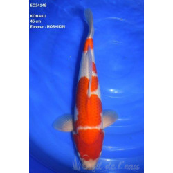 Carpe Koi Nisai Kohaku
