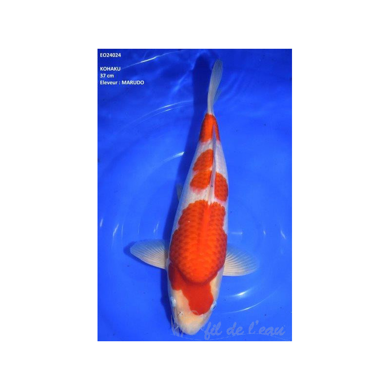 Carpe Koi Nisai Kohaku 37 cm