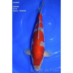 Carpe Koi Goshiki 37 cm