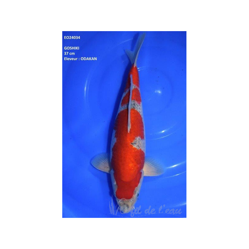 Carpe Koi Goshiki 37 cm