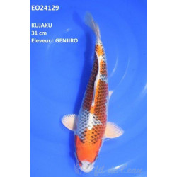 Carpe Koi Kujaku 31 cm