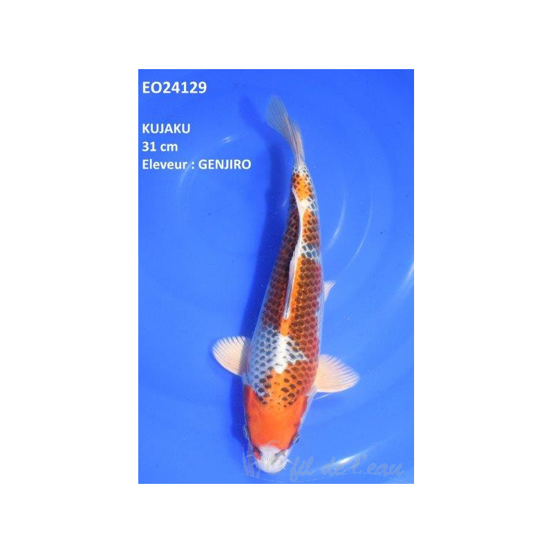 Carpe Koi Kujaku 31 cm