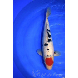 Carpe Koi Tancho Sanke 46 cm