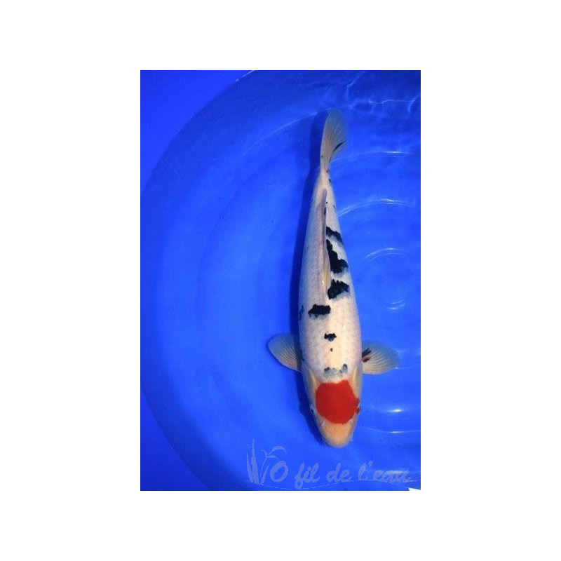 Carpe Koi Tancho Sanke 46 cm