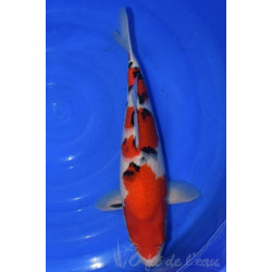 Carpe Koi SANKE 49 cm