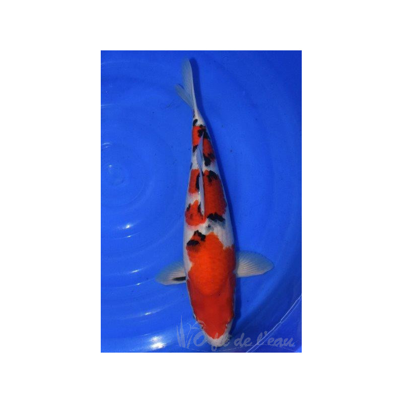 Carpe Koi SANKE 49 cm