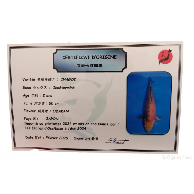 Carpe koi Chagoi