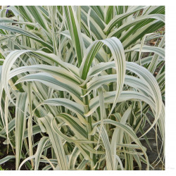 Arundo Dunax Variegeta 3 L