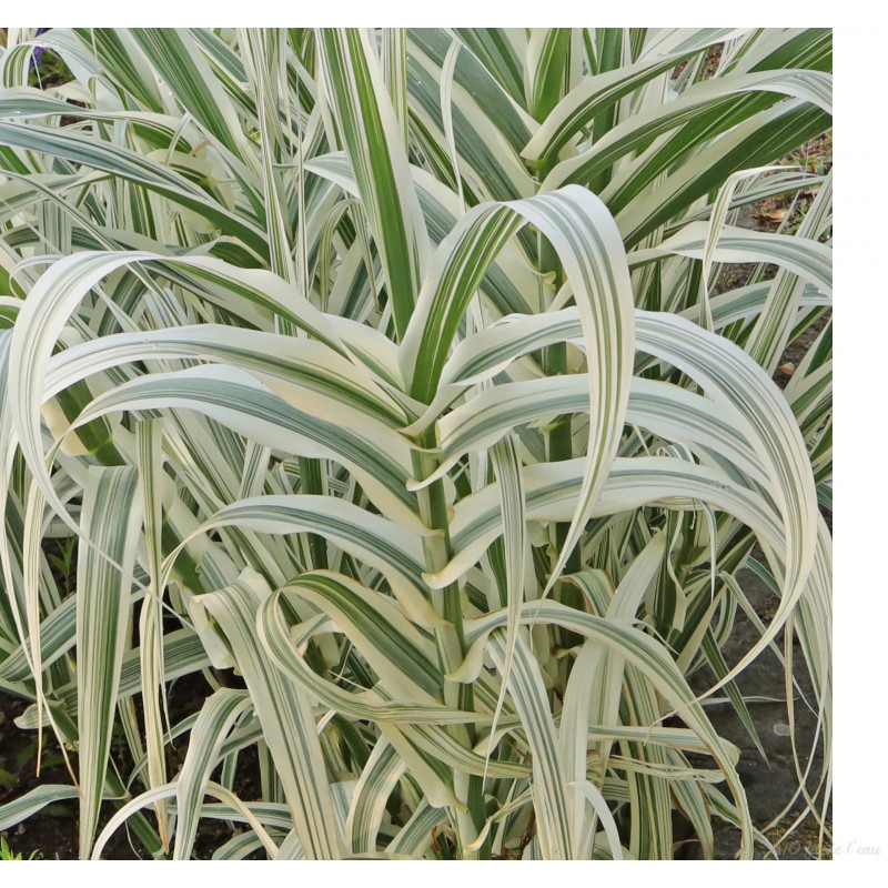 Arundo Dunax Variegeta 3 L