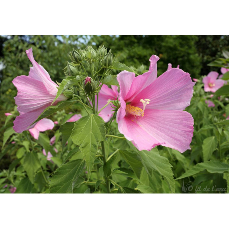 Hibiscus Palustris 3 L
