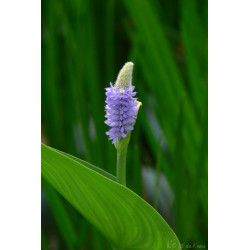 Pontederia Cordata 3 L