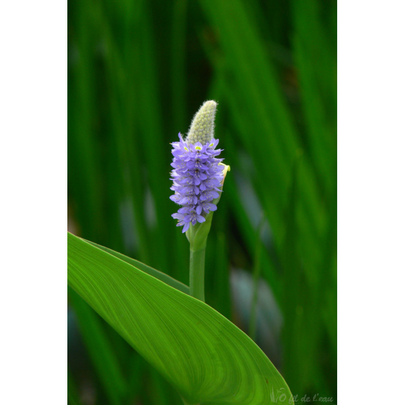 Pontederia Cordata 3 L