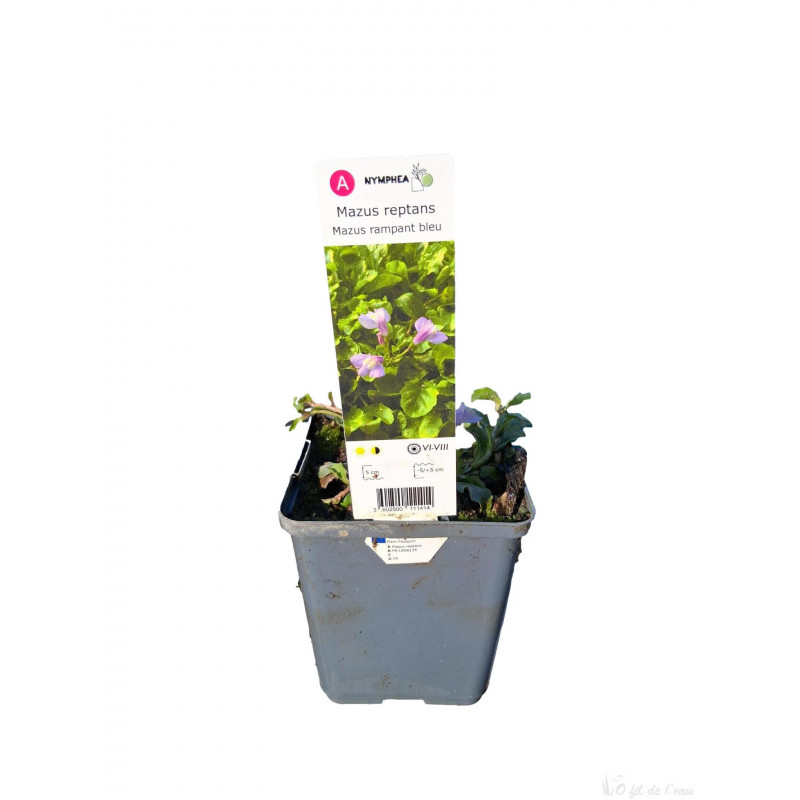 Mazus Reptans