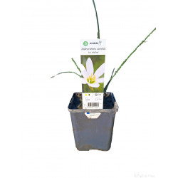 Zephyranthes candida