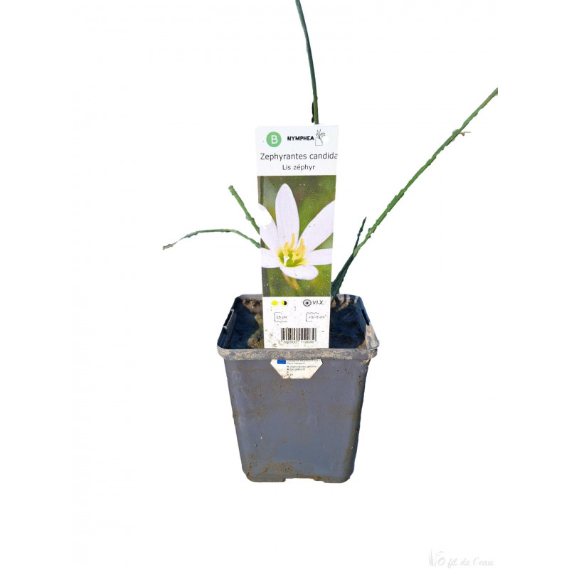 Zephyranthes candida