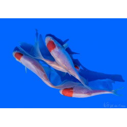 Comète Tancho Sarasa 7/10 cm