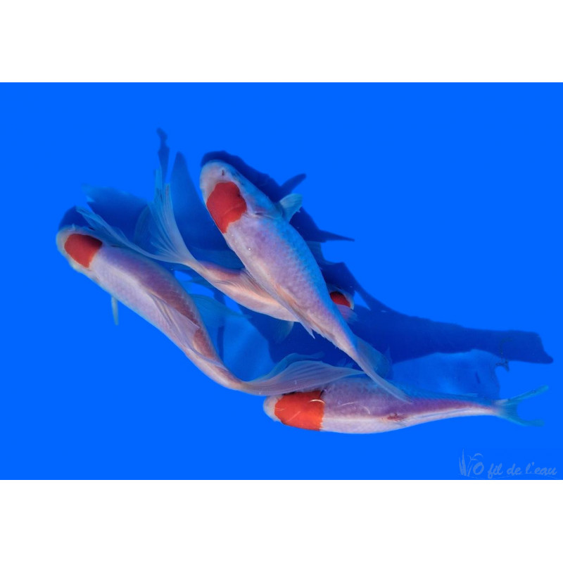 Comète Tancho Sarasa 7/10 cm