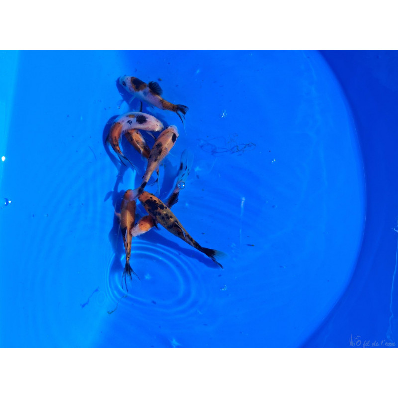 Shubukinléopard ( jaune et noir ) 7/10 cm