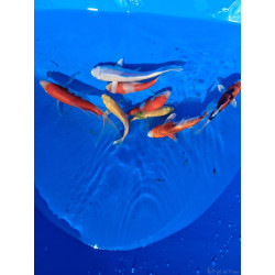 Carpe koi Tosai , éleveur :TANAKA K ,AOKI , SUDA,10/15 cm 2026