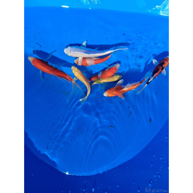 Carpe koi Tosai , éleveur :TANAKA K ,AOKI , SUDA,10/15 cm 2026